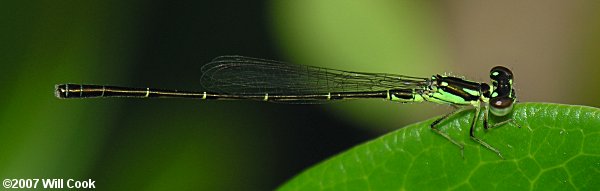 Fragile Forktail (Ischnura posita)