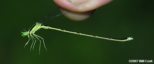 Furtive Forktail (Ischnura prognata)