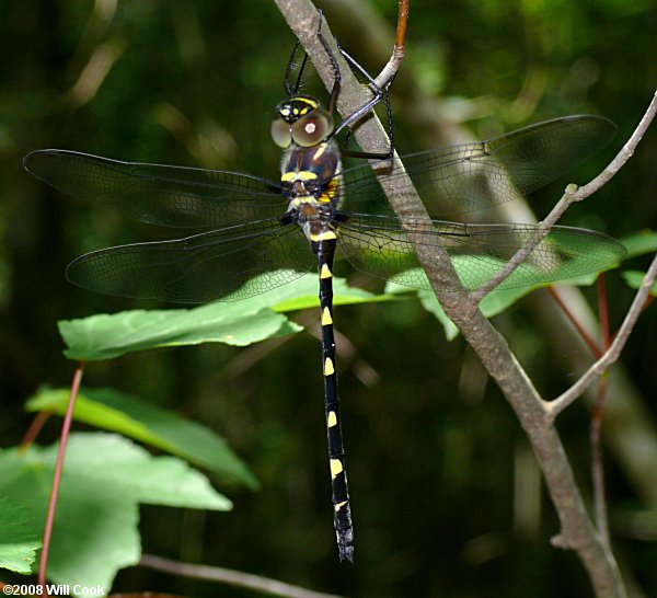 Georgia River Cruiser (Macromia illinoiensis georgina)