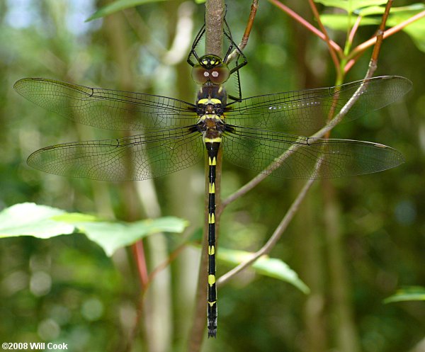 Georgia River Cruiser (Macromia illinoiensis georgina)