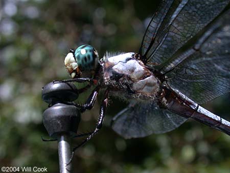 Great Blue Skimmer (Libellula vibrans)