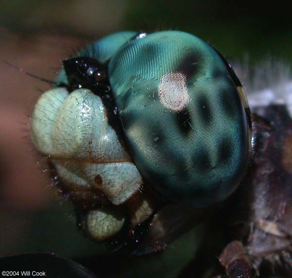 Great Blue Skimmer (Libellula vibrans)