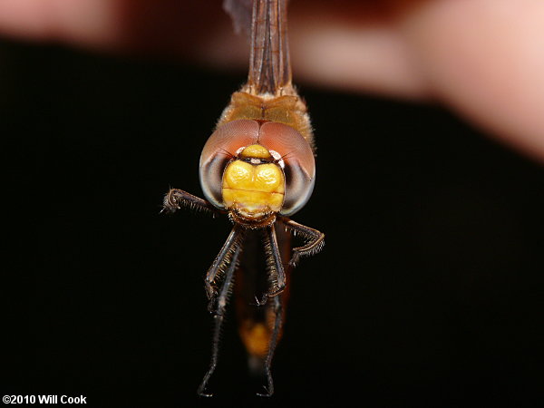 Wandering Glider (Pantala flavescens)