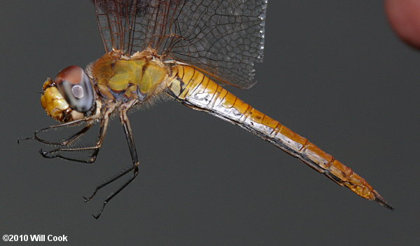 Wandering Glider (Pantala flavescens)