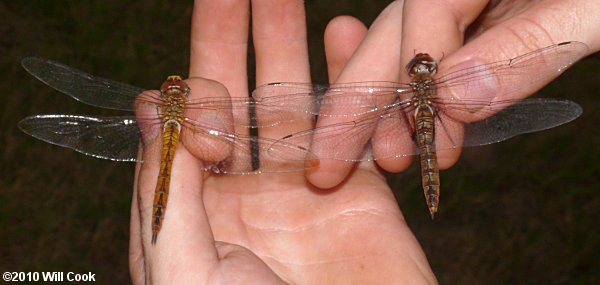 Spot-winged Glider (Pantala hymenaea) and Wandering Glider Pantala flavescens