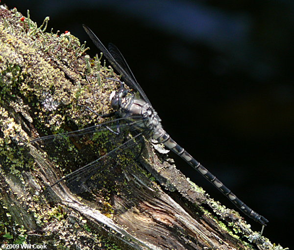 Gray Petaltail (Tachopteryx thoreyi)