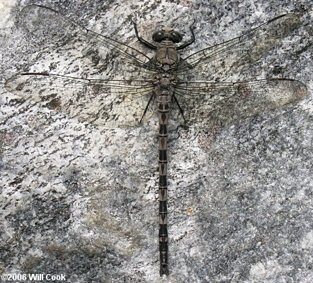 Gray Petaltail (Tachopteryx thoreyi)