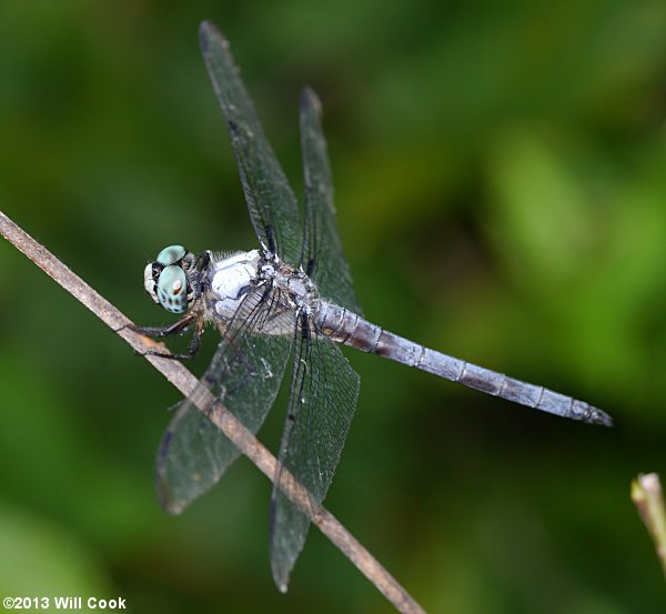 Great Blue Skimmer (Libellula vibrans)