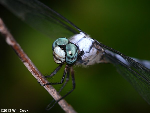 Great Blue Skimmer (Libellula vibrans)