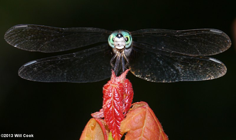 Great Blue Skimmer (Libellula vibrans)