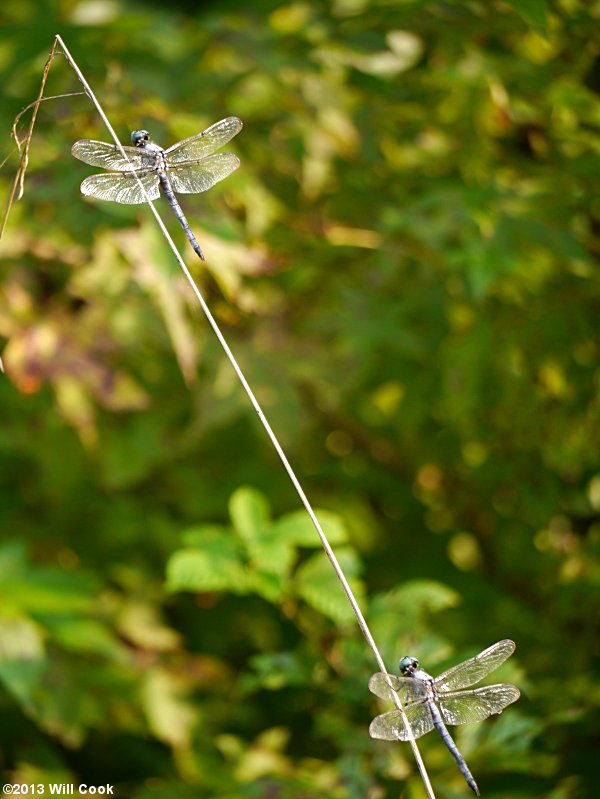 Great Blue Skimmer (Libellula vibrans)