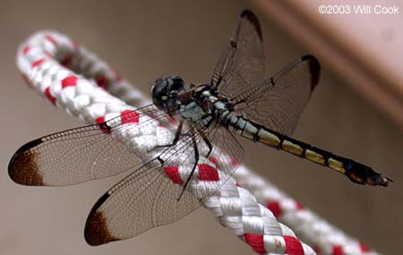 Great Blue Skimmer (Libellula vibrans)