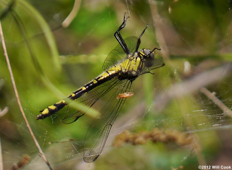 Green-faced Clubtail (Gomphus viridifrons)