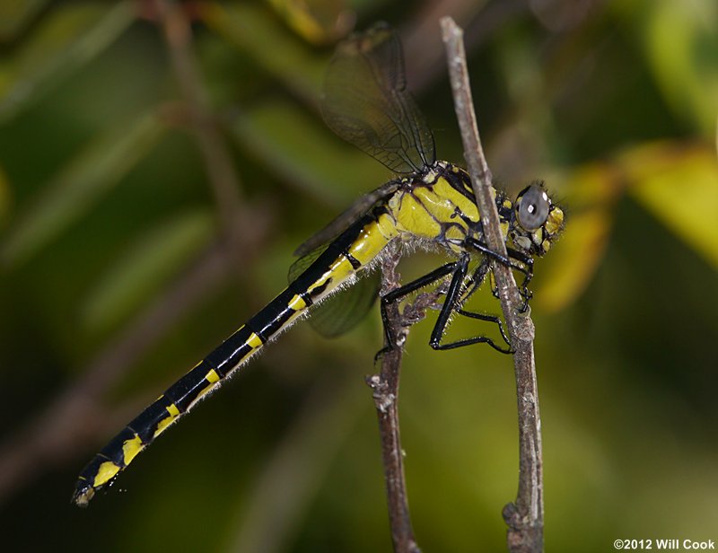 Green-faced Clubtail (Gomphus viridifrons)