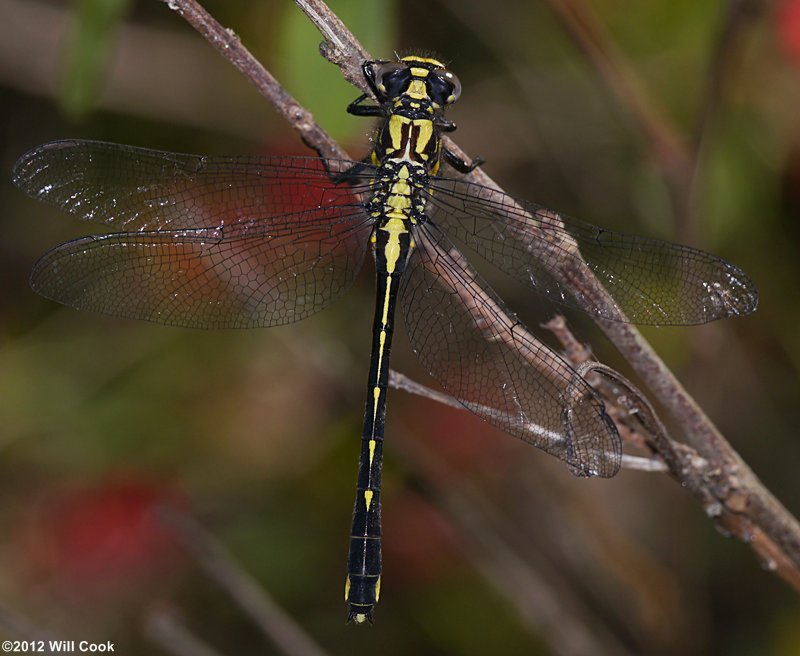 Green-faced Clubtail (Gomphus viridifrons)