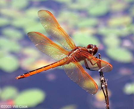 Golden-winged Skimmer (Libellula auripennis)