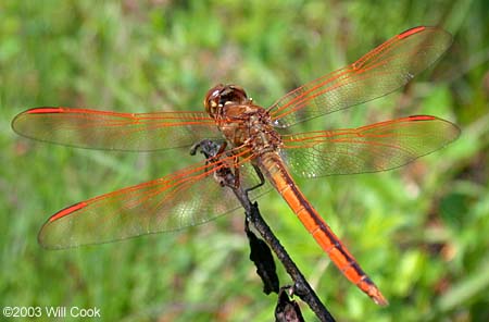 Golden-winged Skimmer (Libellula auripennis)