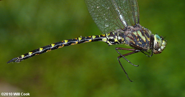 Harlequin Darner (Gomphaeschna furcillata)