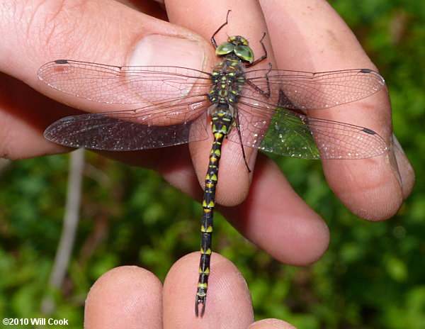 Harlequin Darner (Gomphaeschna furcillata)