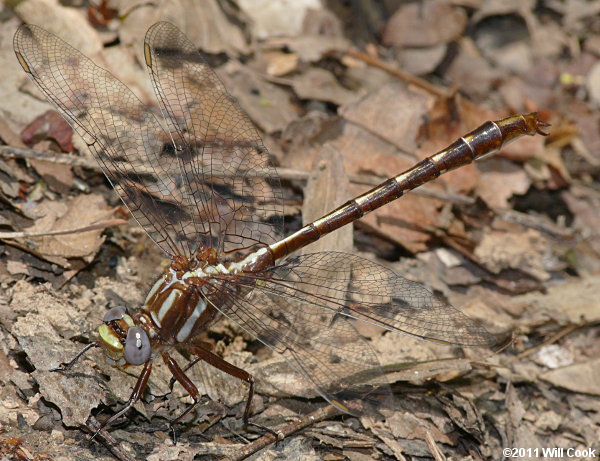 Lancet Clubtail (Gomphus exilis)