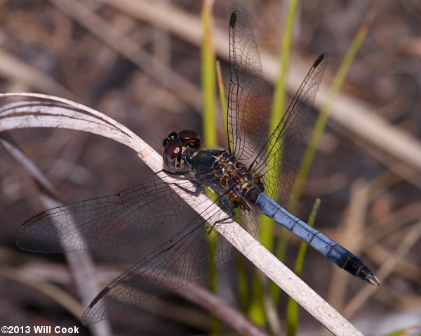 Little Blue Dragonlet (Erythrodiplax minuscula)