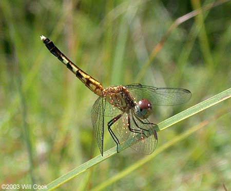 Little Blue Dragonlet (Erythrodiplax minuscula)