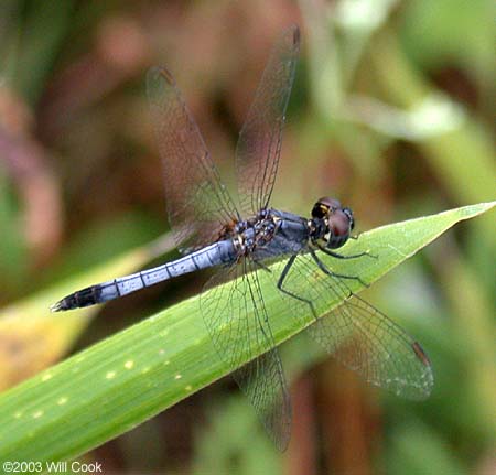 Little Blue Dragonlet (Erythrodiplax minuscula)