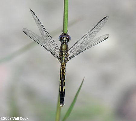 Little Blue Dragonlet (Erythrodiplax minuscula)