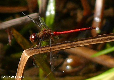 Autumn Meadowhawk (Sympetrum vicinum)