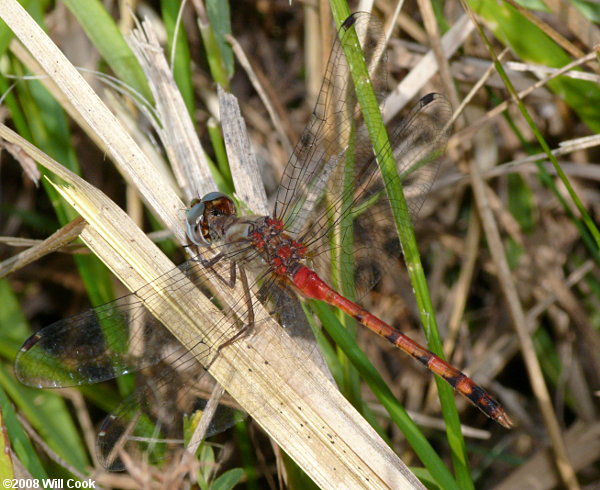 Blue-faced Meadowhawk (Sympetrum ambiguum)