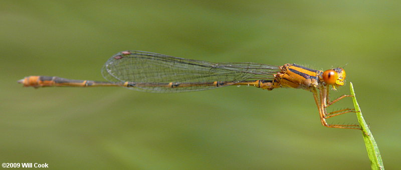 Orange Bluet (Enallagma signatum)