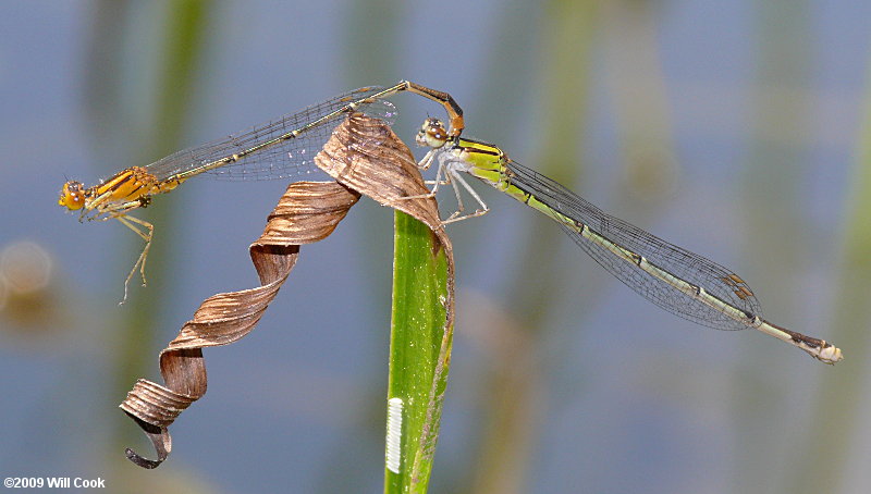 Orange Bluet (Enallagma signatum)