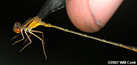 Orange Bluet (Enallagma signatum)