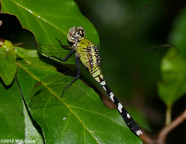 Eastern Pondhawk (Erythemis simplicicollis)