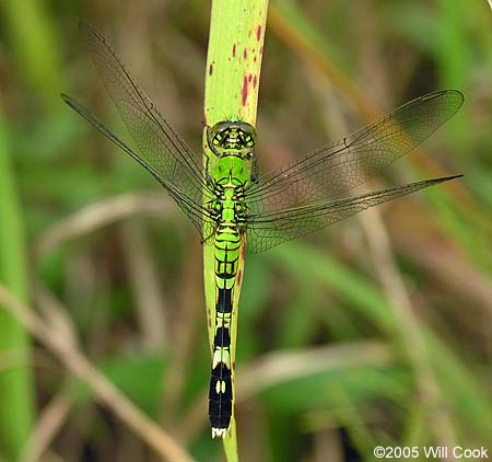 Eastern Pondhawk (Erythemis simplicicollis)