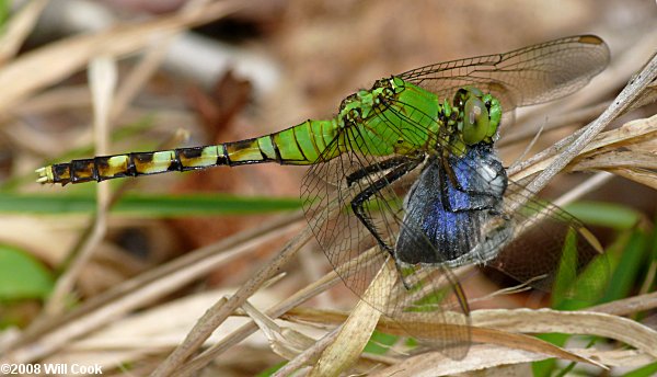 Eastern Pondhawk (Erythemis simplicicollis)