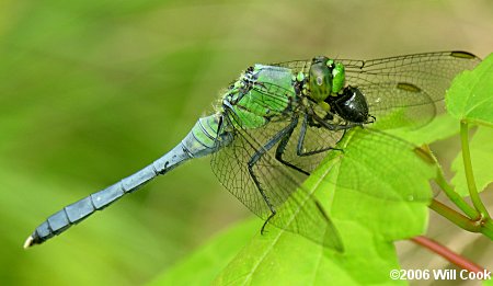 Eastern Pondhawk (Erythemis simplicicollis)