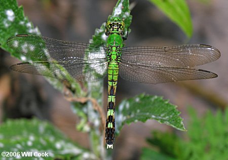 Eastern Pondhawk (Erythemis simplicicollis)