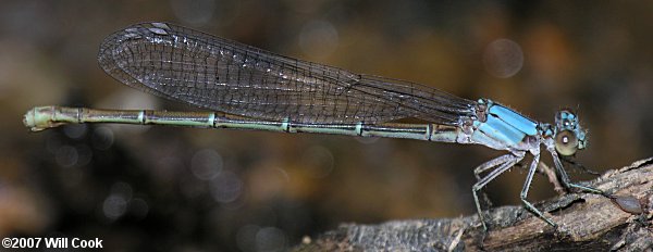 Powdered Dancer (Argia moesta)