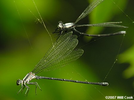 Powdered Dancer (Argia moesta)