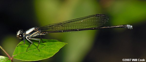 Powdered Dancer (Argia moesta)