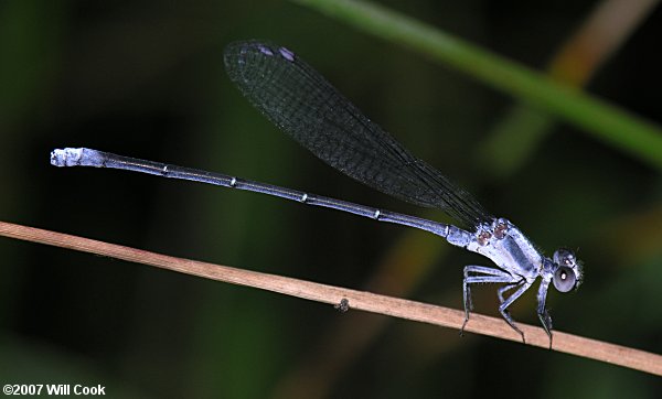 Powdered Dancer (Argia moesta)