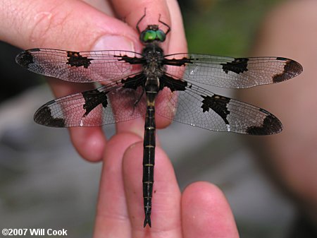 Prince Baskettail (Epitheca princeps)