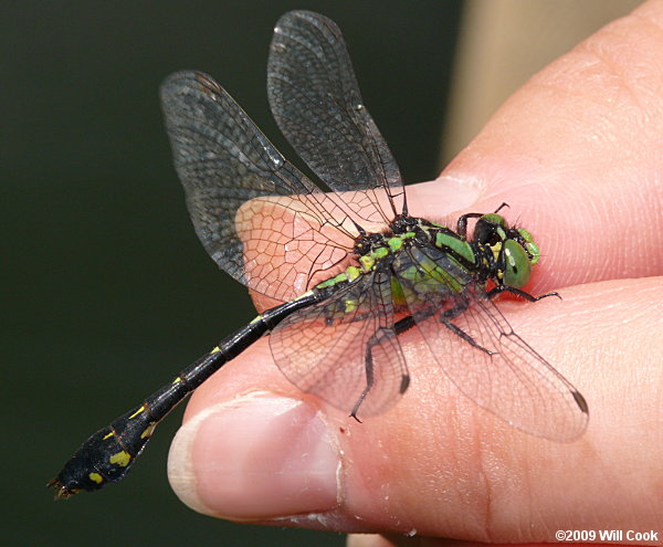 Pygmy Snaketail (Ophiogomphus howei)