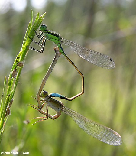 Rambur's Forktail (Ischnura ramburii)