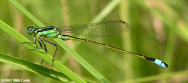 Rambur's Forktail (Ischnura ramburii)