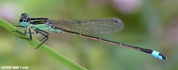 Rambur's Forktail (Ischnura ramburii)