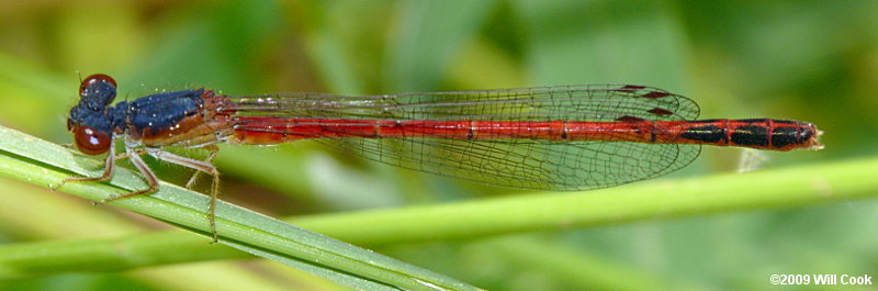 Eastern Red Damsel (Amphiagrion saucium)