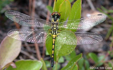 Red-veined Pennant (Celithemis bertha)