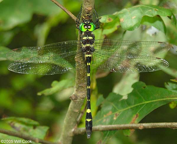 Georgia River Cruiser (Macromia illinoiensis georgina)